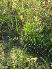 Xyris laxifolia iridifolia