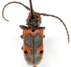 Tetraopes discoideus