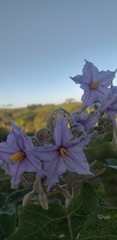 Solanum paniculatum