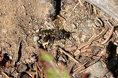 Aphilanthops frigidus