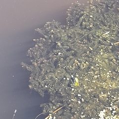 Ceratophyllum demersum