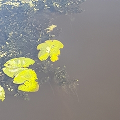 Ceratophyllum demersum