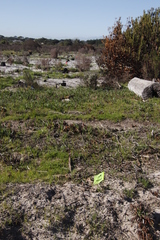 Carpobrotus edulis edulis