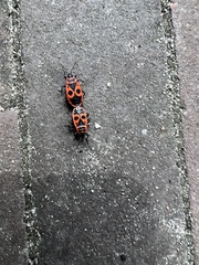 Pyrrhocoris apterus