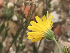 Calendula suffruticosa