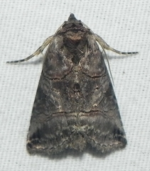 Abrostola urentis
