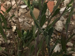 Calendula suffruticosa