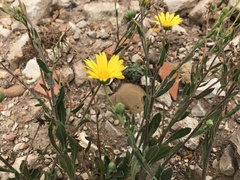 Calendula suffruticosa