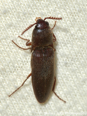 Diplostethus carolinensis