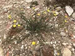 Calendula suffruticosa