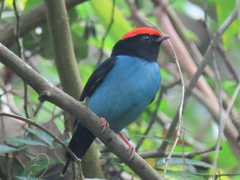 Chiroxiphia caudata