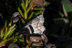 Catoptria trichostomus