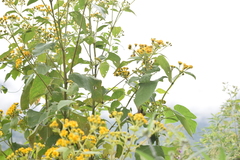 Verbesina hidalgoana