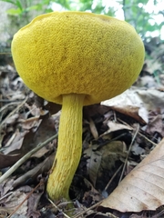 Retiboletus