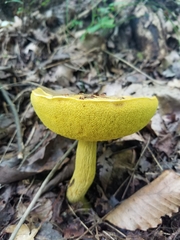 Retiboletus