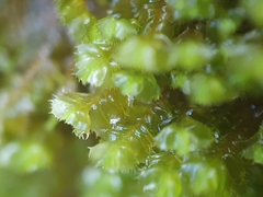 Plagiochila punctata