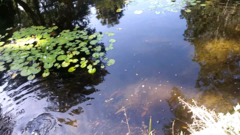 Mayaheros urophthalmus