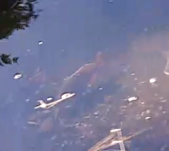 Mayaheros urophthalmus