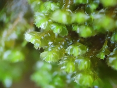 Plagiochila punctata