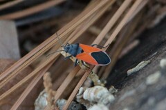 Melanopleurus belfragei