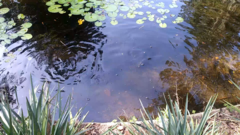 Mayaheros urophthalmus