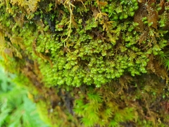 Plagiochila punctata