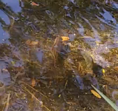 Mayaheros urophthalmus