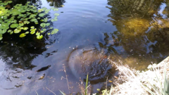 Mayaheros urophthalmus