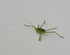 Neobarrettia sinaloae