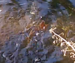 Mayaheros urophthalmus