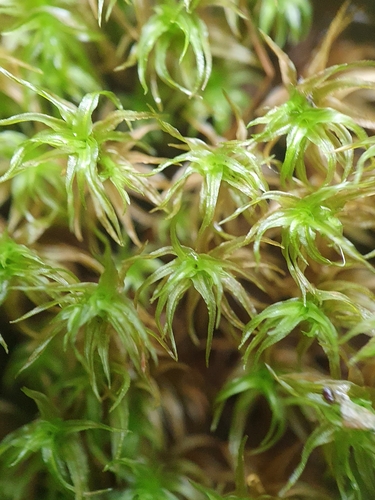 Image of Chionoloma tenuirostre by no rights reserved