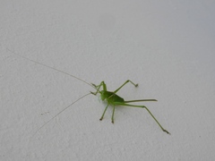 Neobarrettia sinaloae