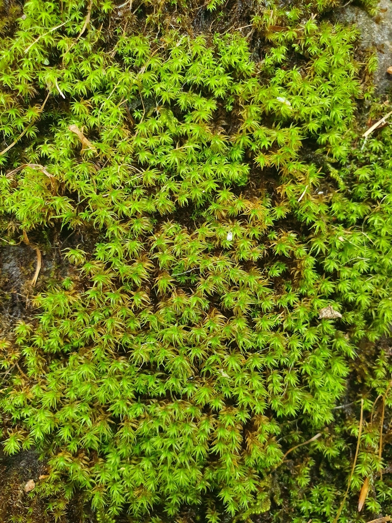 Narrow-fruited Crisp-moss