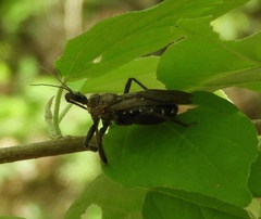 Apiomerus longispinis