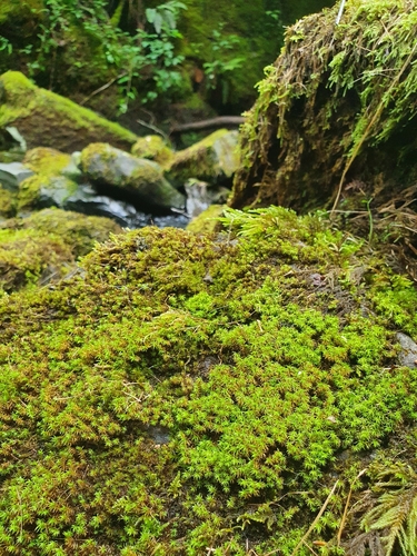Image of Chionoloma tenuirostre by no rights reserved