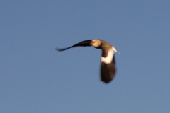 Vanellus resplendens