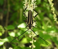 Neotaranomis sinaloae