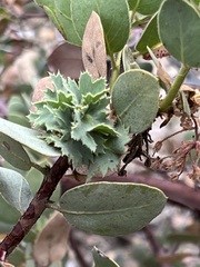 Arctostaphylos pringlei