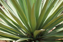Yucca madrensis