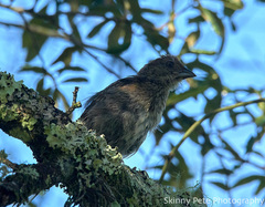 Pipilo erythrophthalmus alleni