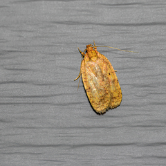 Agonopterix robiniella