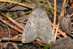 Graphiphora