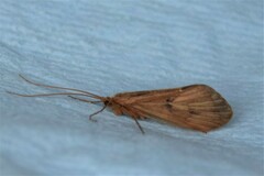 Onocosmoecus unicolor