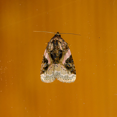 Pseudeustrotia carneola