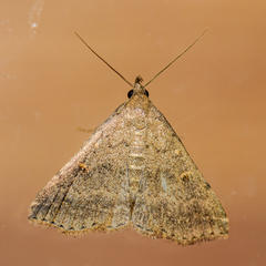 Tetanolita floridana