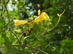 Adenocalymma inundatum