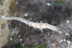 Shortpouch Pygmy Pipehorse photo 2