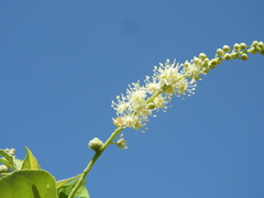 Croton culiacanensis