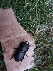 Dorcus parallelipipedus