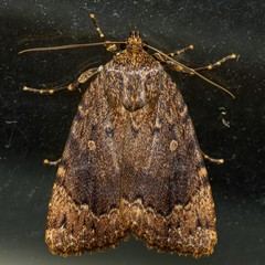 Amphipyra pyramidoides